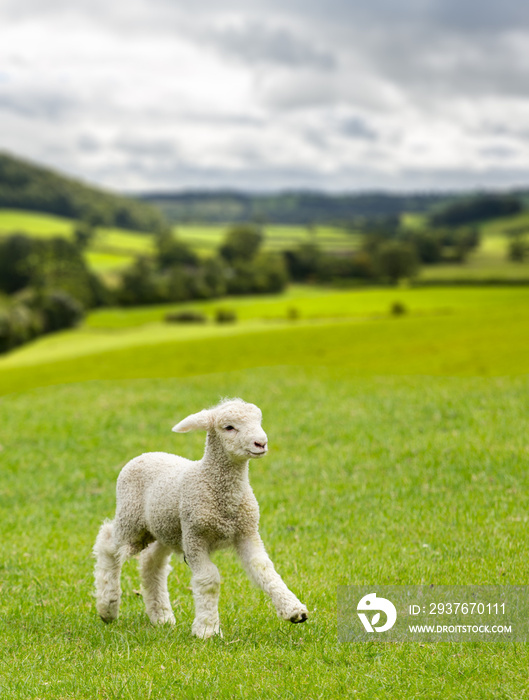 威尔士或约克郡山谷草地上的可爱羔羊