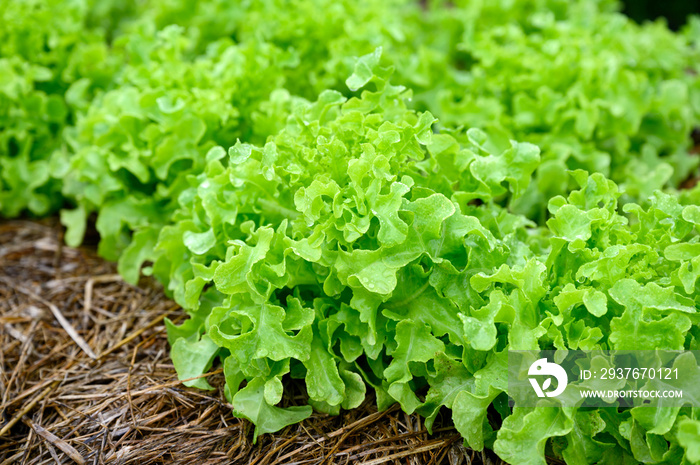 Farming organic green oak lettuce