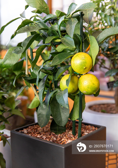 11月，希腊花园商店的一棵装饰柠檬树。