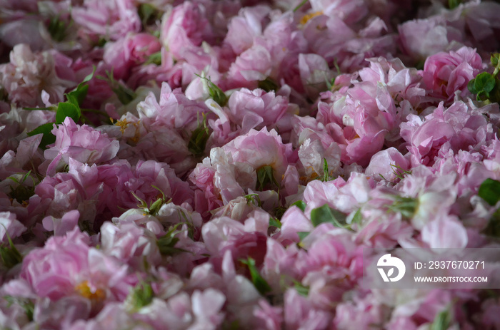 采摘的粉色玫瑰。为制作香水而采摘的粉色玫瑰花。