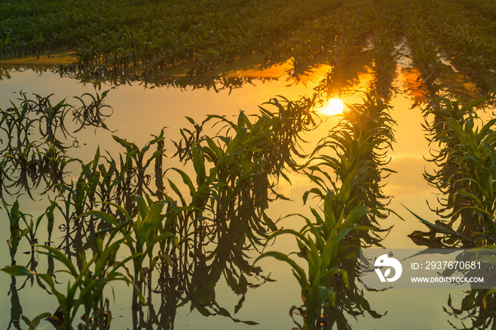 Flooded young corn field plantation with damaged crops in sunset