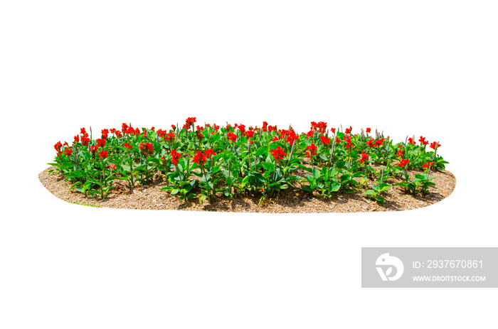 A flower bed of Red Canna Lily (canna x generalis) flower isolated on white background.
