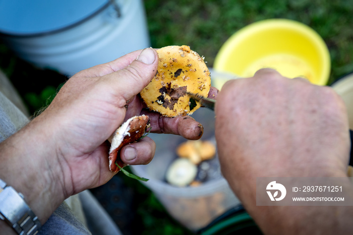 Cleaning mushrooms picekd from the forest, man’s hands