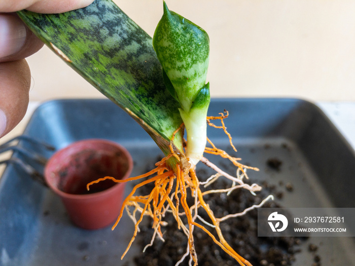 Closeup of a sanseveria snake plant propagation from a single leaf