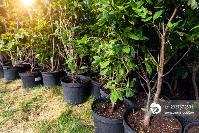 许多带有杜鹃花灌木的小塑料盆，用于种植观赏花园