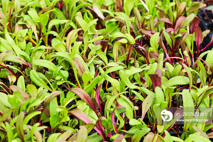 Closeup of colorful swiss chard microgreens sprouting