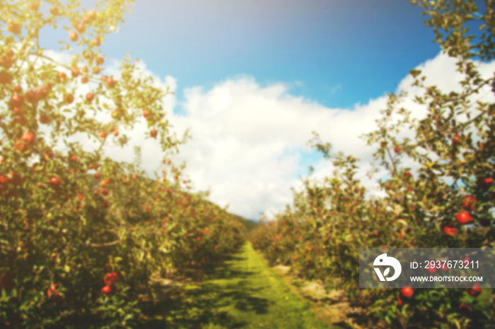 苹果园的模糊，苹果树排，阳光明媚的蓝天背景