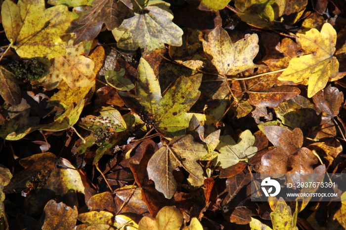 Feuilles mortes