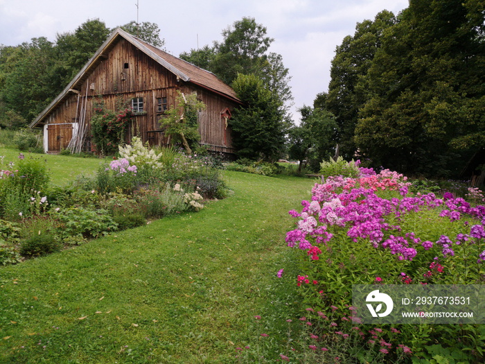 Schöner grüner Bauerngarten mit violetten Blüten und alter Scheune mit Holzfassade auf einem Bauernh