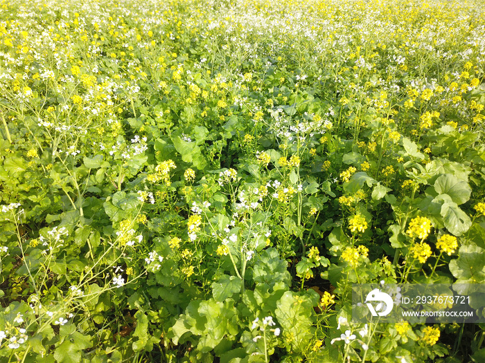 Senf und Ölrettich als Zwischenfrucht und Winterkultur  EU - Greening