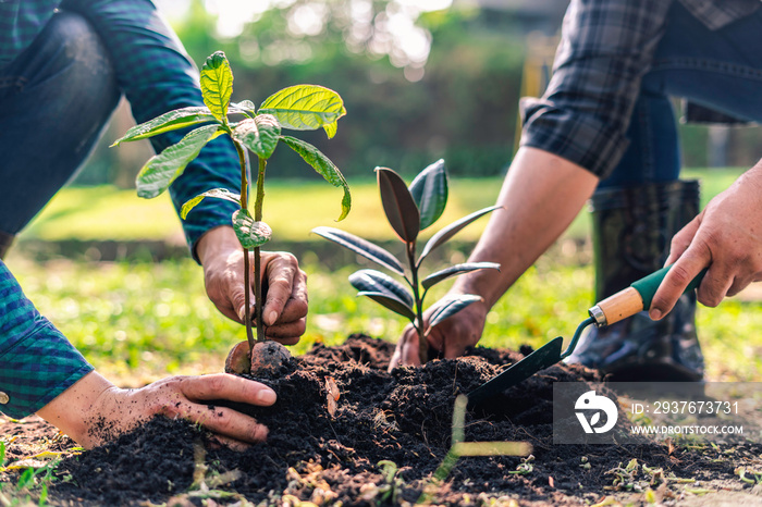 World environment day afforestation nature and ecology concept The male volunteer are planting seedl