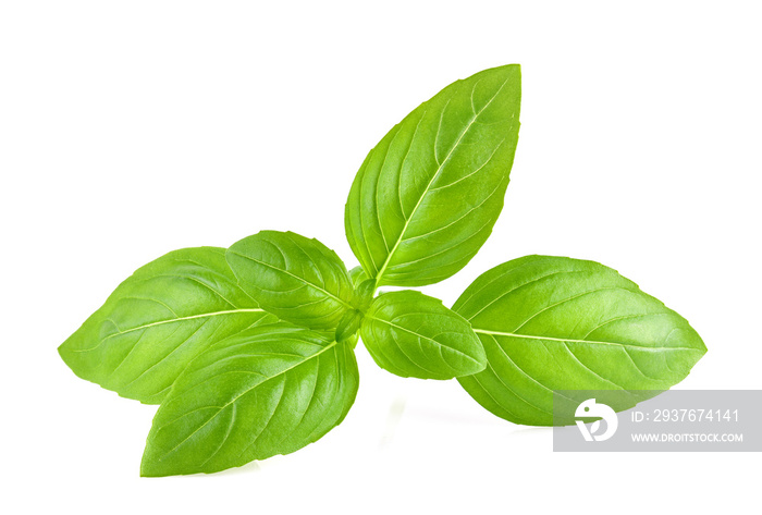 Sweet basil leaves isolated on white background