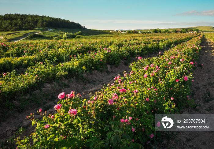 Field of blooming pink damask roses at Bakhchisaray, Crimea