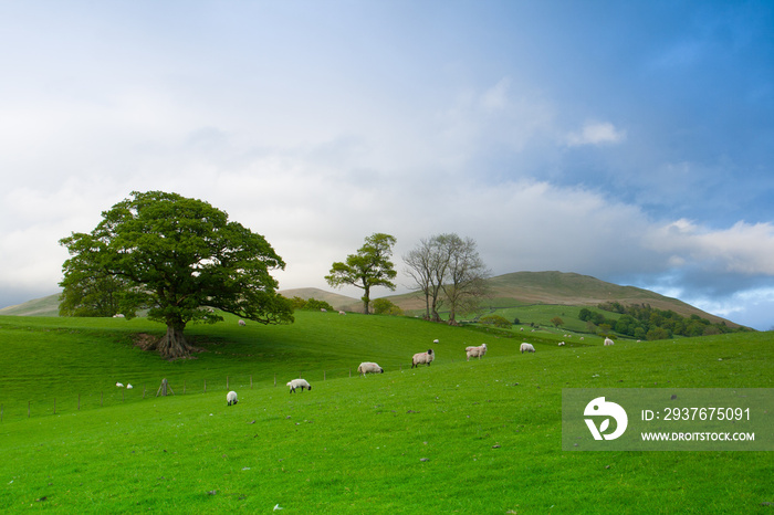 英国乡村的绿地上有放牧的绵羊。English