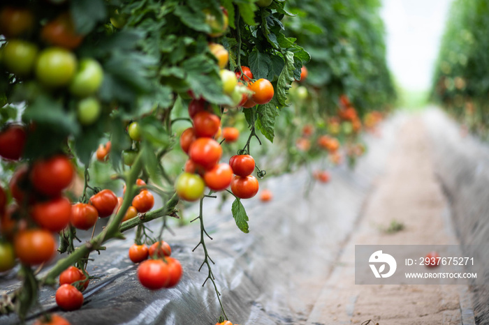 Champs de tomates sous serre dans les Landes