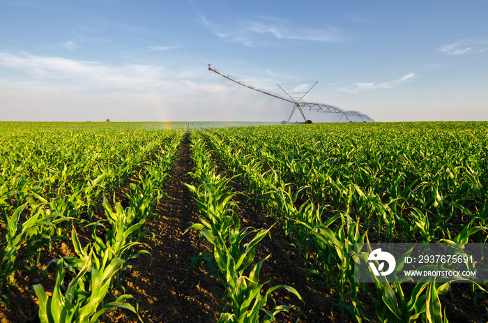 农业灌溉系统在阳光充足的夏季给玉米地浇水