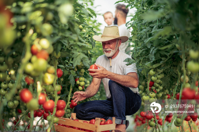 Grandfather,son and grandson in tomato plant at hothouse