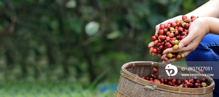 横幅收割咖啡豆，在农场手工采摘。收割罗布斯塔和阿拉比卡咖啡浆果