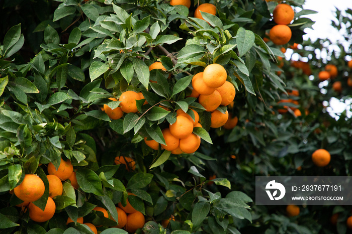 橘子树上的熟橘子
