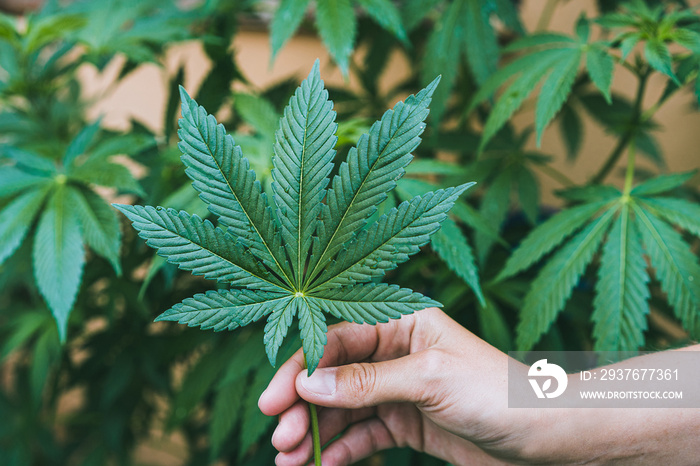 一名年轻女子在农场种植店种植大麻——大麻药，健康生活