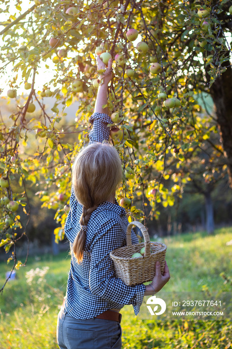 美丽的年轻女子拿着柳条篮从果树上摘苹果