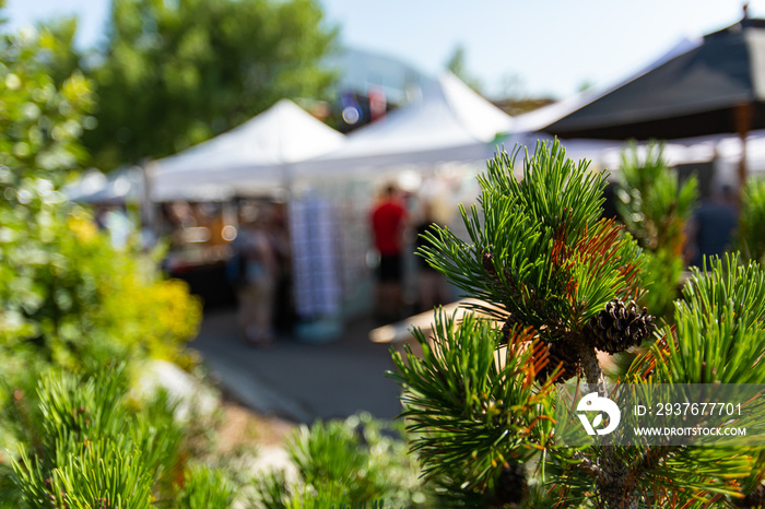 A selective focus shot with fresh green pine branches in the foreground and covered stands for local