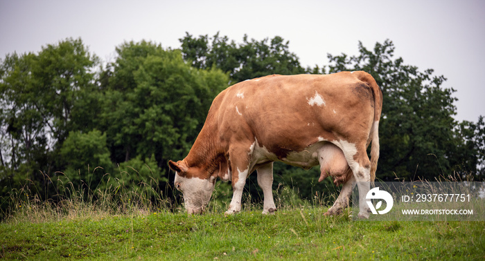 Rot bunte Milchkuh im Regen auf der Weide beim Grasen