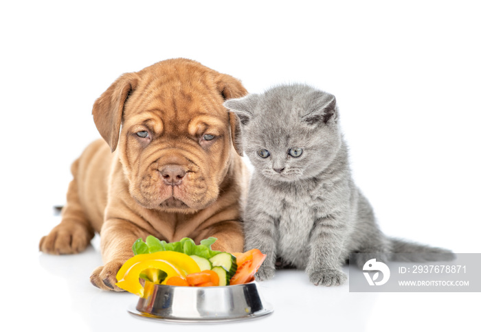 猫和狗和一碗生蔬菜。在白底上隔离