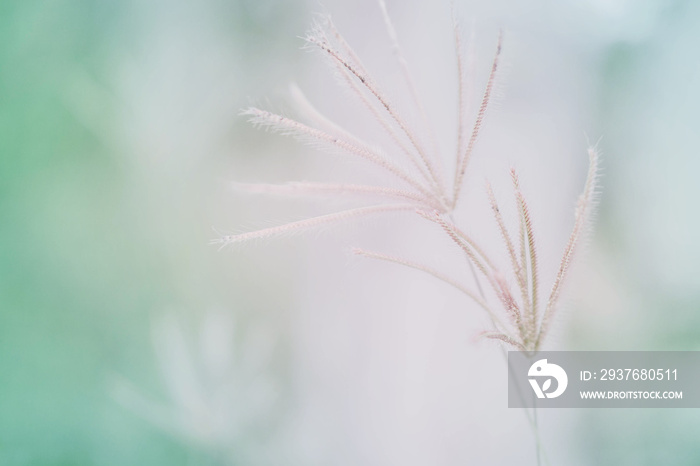 Soft focus grass flower blooming spring nature wallpaper   background