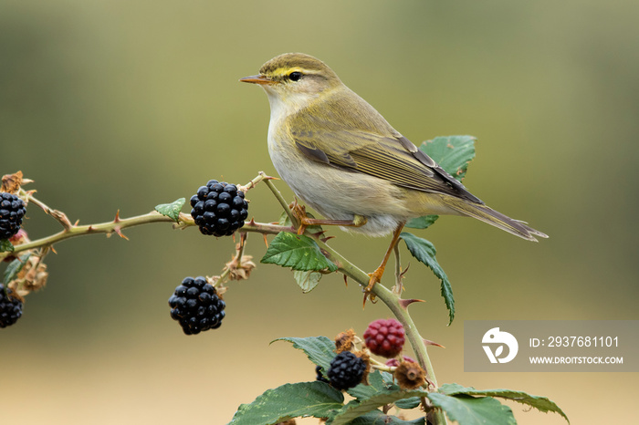 Phylloscopus trochilus, Willow Warbler perched on a branch. Migratory insectivorous bird. Spain. Eur