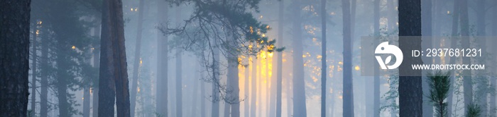 雾中雄伟的常青松林全景。古树剪影特写。大气