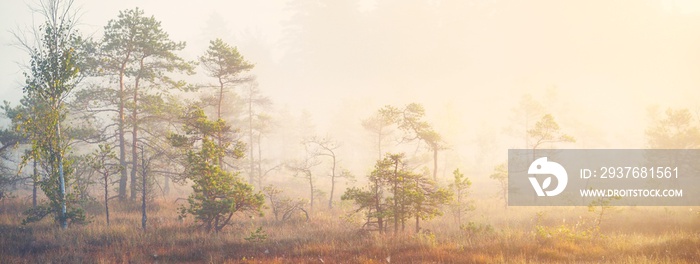 日出时，在神秘的浓雾中的常青森林（沼泽）。拉脱维亚。柔和的阳光。田园般的秋天。