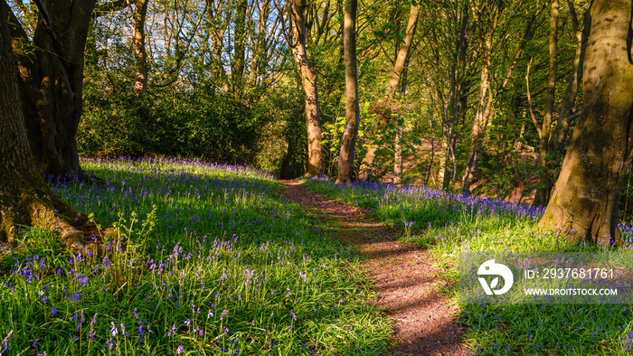 Morpeth Bluebell Wood的人行道，这是一片古老的林地，也被称为Howburn Woods，铺着地毯