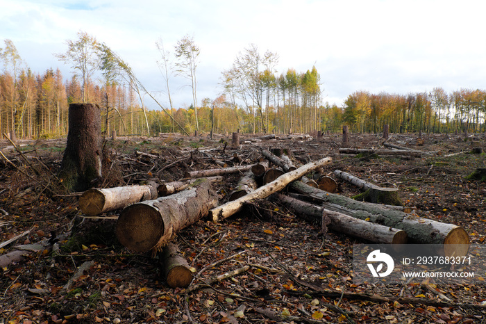 一个树桩、原木和树枝躺在森林地面上，处于森林砍伐和干旱状态