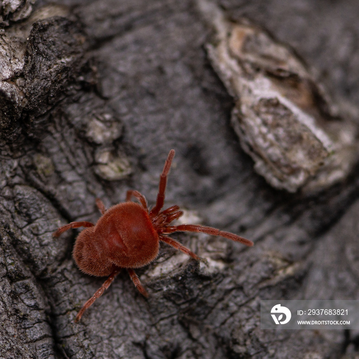A macro photo of Tetranychus Urticae (red Spider Mite) in the wilderness, on a tree log background .