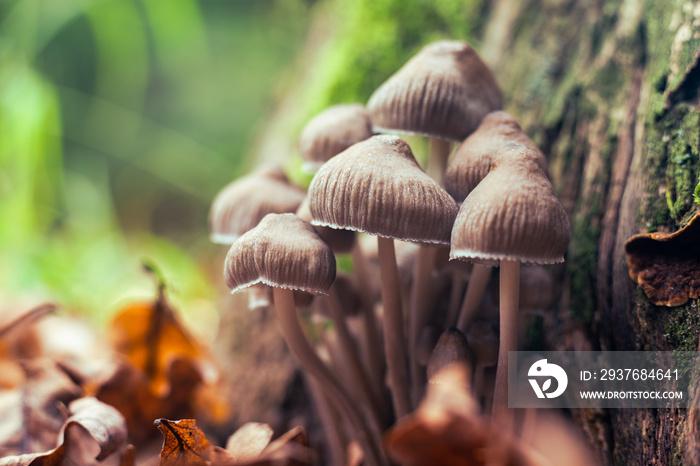 Psilocybe Bohemica mushrooms in the autumn forest among fallen leaves