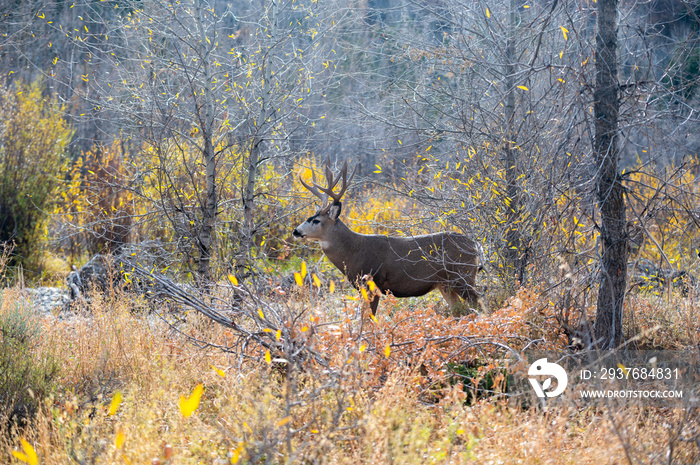 Mule deer buck in the woods