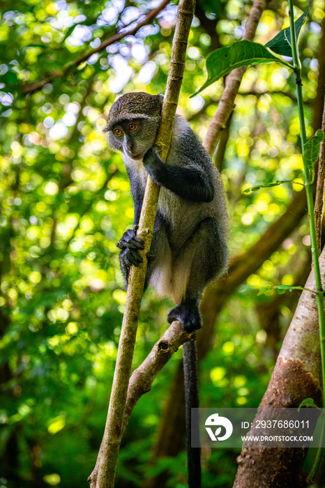 wild monkey in jungle