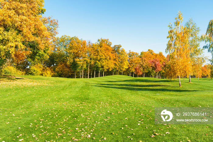 Autumn trees in forest on green grass field