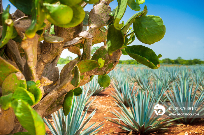 Close Up of a Cactus and Agave Field