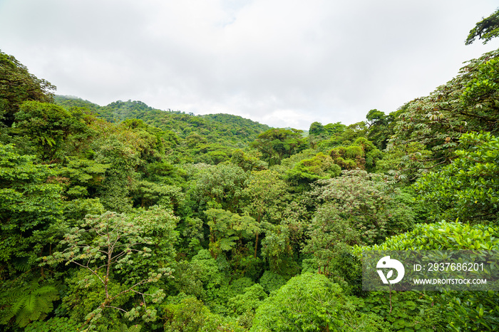 郁郁葱葱的热带雨林——哥斯达黎加蒙特韦尔德