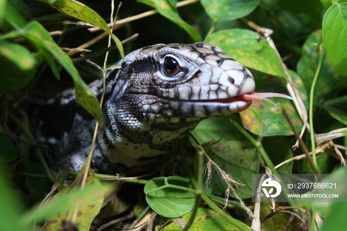 阿根廷黑白Tegu，Tupinambis meriane