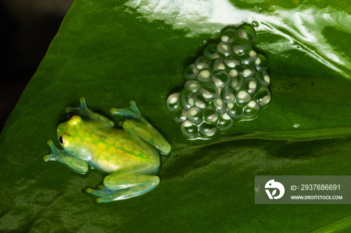 Glass frog guarding a clutch of eggs on a leaf