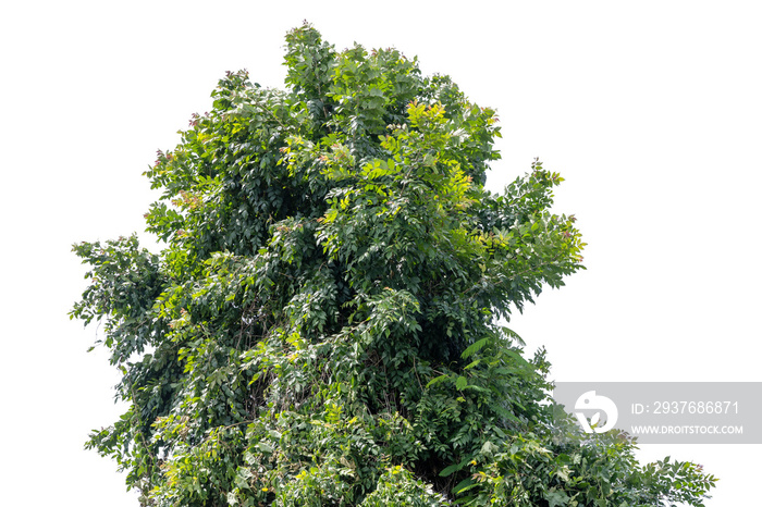 Green bush isolated on white background with copy space and  clipping path.