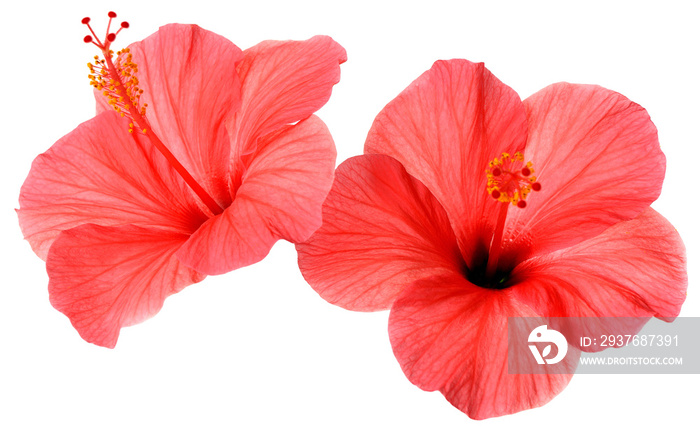 Two pink flower hibiscus isolated on white background. Flat lay, top view