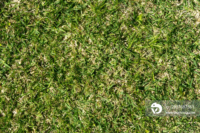 St. Augustine grass background