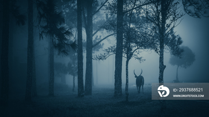 sambar deer, wildlife in the deep evergreen tropical rain forest, dramatical dark tone filter