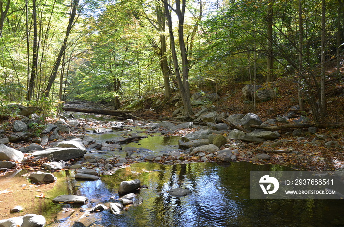 stream or creek in forest with rocks and trees