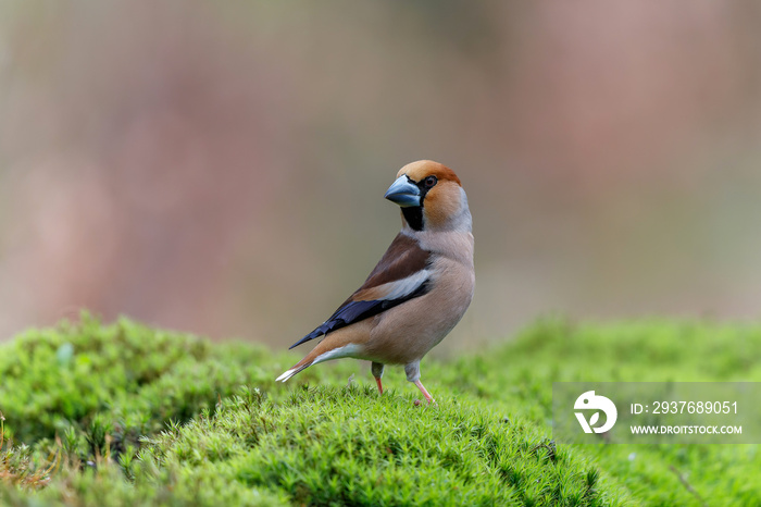 Hawfinch (Coccothraustes coccothraustes) male sitting in the forest of Noord Brabant in the Netherla