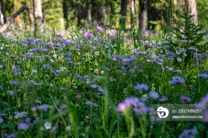 Shoshone Natio森林地面上紫色粘性天竺葵（cranesbills）野花的草地